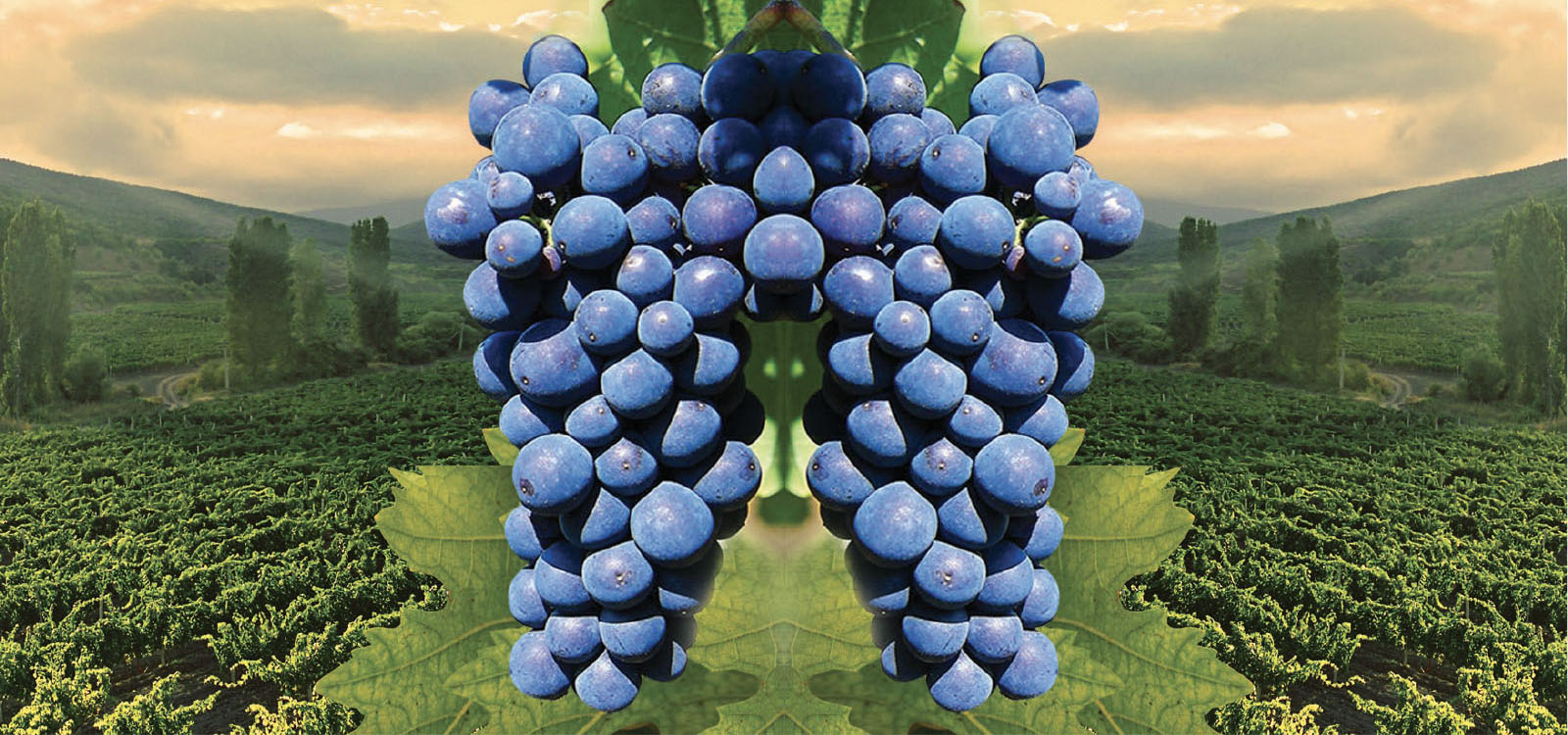 Forlì Wine Festival
