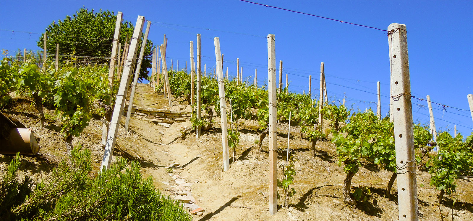 &Mondial des Vins Extrêmes& by Cervim, i vignaioli che sfidano la natura