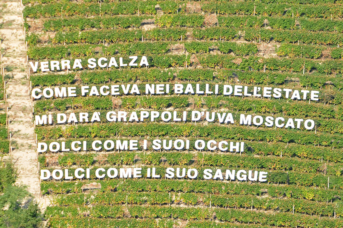 The verses in the vineyard