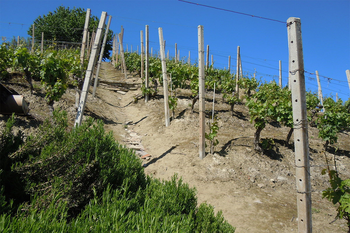 Vineyards