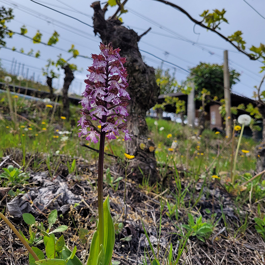 Piedmont winery Guided tours