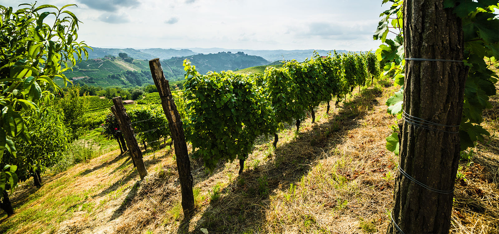 Alcuni vigneti dell'azienda agricola Teresa Soria